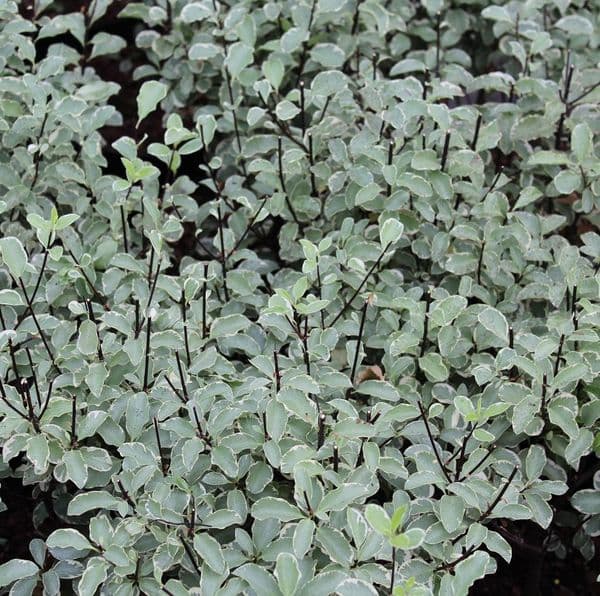 Pittosporum tenuifolium Silver Queen x 3 litre